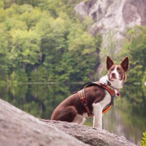 Trailhead Adventure Harness