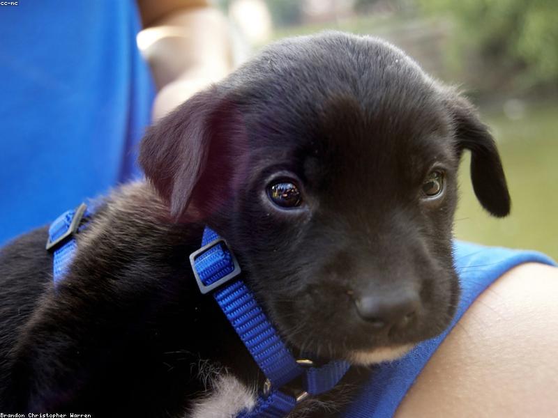 Night Owl Reflective Collar