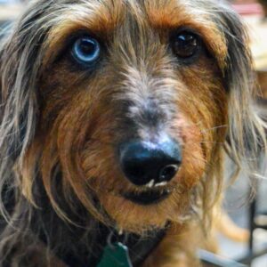 Forest Martingale No-Slip Collar