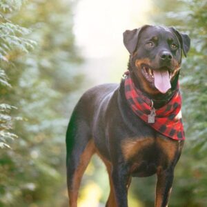 Field Bandana — Plaid Cotton